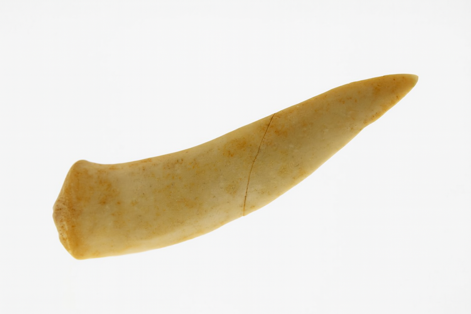 Salmon related Tooth.